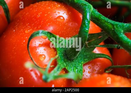 Makro Nahaufnahme von frischen roten nassen roten Tomaten mit grünen Traversen und Blättern Stockfoto