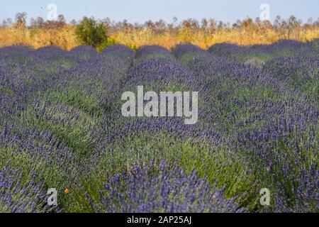 Endlose blühende Lavendelfelder. Auf den Golanhöhen, Israel fotografiert. Stockfoto