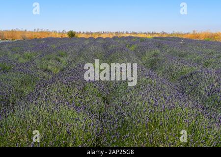 Endlose blühende Lavendelfelder. Auf den Golanhöhen, Israel fotografiert. Stockfoto