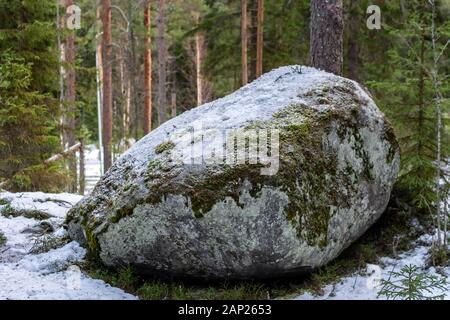 Großer Stein Boulder, bewachsen mit Moos, auf dem Boden liegend im Winter Wald. Konzentrieren Sie sich auf die Mitte des Rahmens. Stockfoto