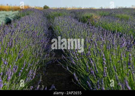 Endlose blühende Lavendelfelder. Auf den Golanhöhen, Israel fotografiert. Stockfoto