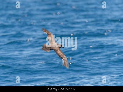 Grey-faced Petrel Pterodroma gouldi östlich von Sydney, New South Wales, Australien, 15. November 2019 Erwachsenen im Flug. Procellariidae Stockfoto