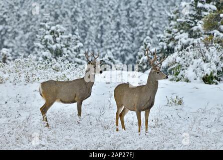 Zwei Rehe Dollars" Odocoileus hemionus' in die frisch fallendem Schnee in ländlichen Alberta Kanada Stockfoto