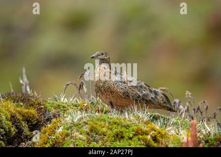 Rufous-bellied Seedsnipe Attagis gayi latreillii Papallacta, Cayambe Coca Ecological Reserve, Ecuador 11 Dezember 2019 nach Thinoc Stockfoto