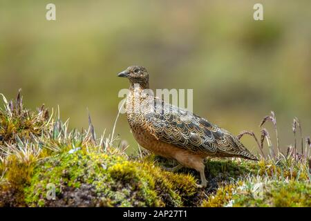 Rufous-bellied Seedsnipe Attagis gayi latreillii Papallacta, Cayambe Coca Ecological Reserve, Ecuador 11 Dezember 2019 nach Thinoc Stockfoto