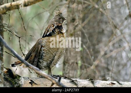 Ein männlicher Vari Grouse' Bonasa umbellus', stehend auf einem gefallenen Log in seinem Wildlife Habitat drumming ein Weibchen im ländlichen Alberta Kanada zu gewinnen. Stockfoto