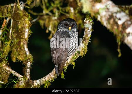 San Isidro Eule Strix sp. nov. Cabanas San Isidro, Ecuador 12 Dezember 2019 Nach Strigidae Stockfoto