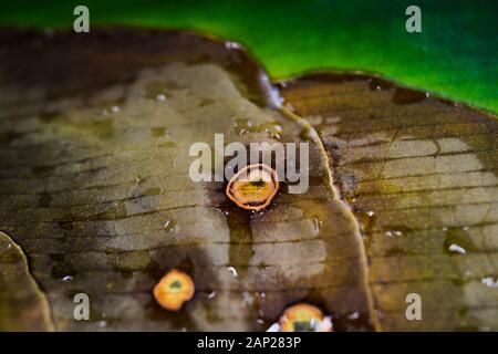 Makro Nahaufnahme der isolierten Grünen teilweise verdorrt Yucca Palme Blätter mit braunen Flecken Stockfoto