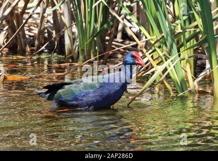 Afrikanische haben (Porphyrio porphyrio madagascariensis) erwachsenen Waten in Teich West Coast National Park, Südafrika November Stockfoto