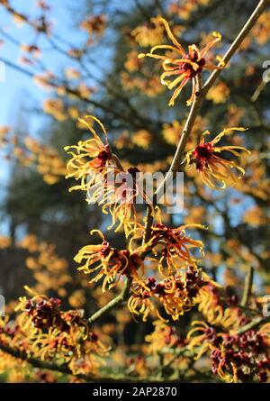 Die sonnendurchflutete Blumen von Hamamelis mollis auch als Chinesische Zaubernuss, ein Winter blühender Strauch in China bekannt. In einer natürlichen Umgebung, mit Stockfoto