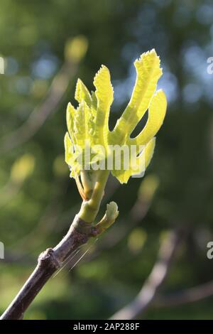 Die neue feine Feder Wachstum von einem Feigenbaum (Ficus Carica) mit Hintergrundbeleuchtung in der Nähe im Freien. Stockfoto