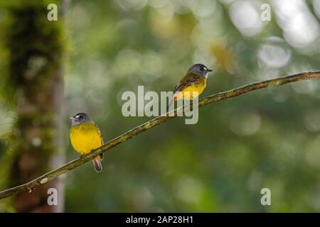 Western verzierten Schopftyrann Myiotriccus ornatus Tandayapa Bird Lodge, Ecuador 5 Dezember 2019 Nach Tyrannidae Stockfoto