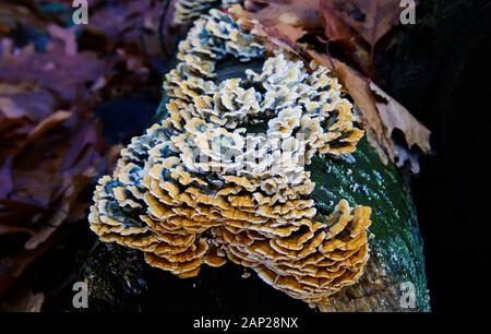 In der Nähe von blauen und gelben Halterung Regal Pilze auf toten Baumstamm in Deutscher Wald - Deutschland Stockfoto