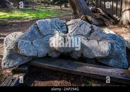 Ausstellung von Walknochen aus der historischen Walfangindustrie im Point Lobos State Natural Reserve, Kalifornien Stockfoto