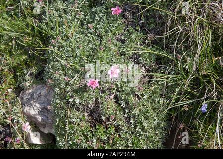 Rosa Cinquefoil wächst an Berghängen oberhalb des Grödnertales Dolomiten Südtirol Italien Stockfoto