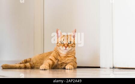Süße Ginger Tabby Cat Auf dem Boden. Stockfoto