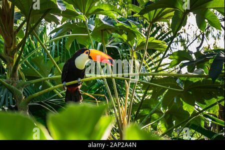 Vereinzelte Lustige und Niedliche Toco-Tucan im Natürlichen Habitat. Südamerika. Stockfoto