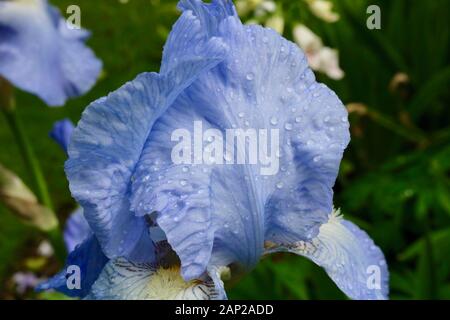 Schöne weiche blaue Iris Blume mit Regentropfen auf Blütenblätter Stockfoto
