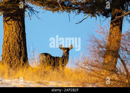 Kleine Herde von Hirsch in einer hohen Rocky Mountain Meadow früh auf einem schönen Wintermorgen Stockfoto