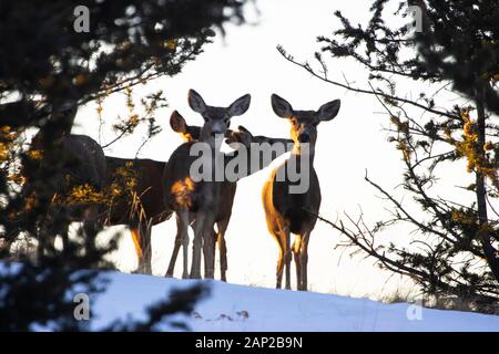 Kleine Herde von Hirsch in einer hohen Rocky Mountain Meadow früh auf einem schönen Wintermorgen Stockfoto