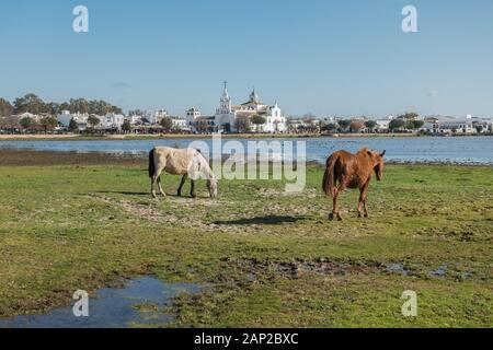 Halb wilden Pferde am marismas Nationalpark Doñana, El Rocio Kirche im Hintergrund, Andalusien, Spanien, Europa Stockfoto