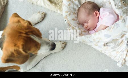 Schlafendes neugeborenes Baby mit Beagle-Hund neben ihr. Süßes kleines Mädchen, eine Woche alt. Schmückendes liegen auf der mit Decke überzogenen Seite. Stockfoto