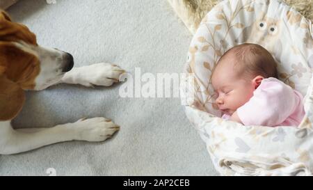 Schlafendes neugeborenes Baby mit Beagle-Hund neben ihr. Süßes kleines Mädchen, eine Woche alt. Schmückendes liegen auf der mit Decke überzogenen Seite. Stockfoto