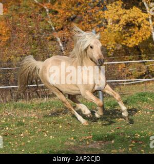 Wunderschöne Welsh Pony der COB-Typ läuft mit Herbst Hintergrund Stockfoto