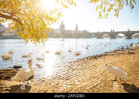 Blick auf die Karlsbrücke und die Swans auf der Moldau in Prag im Morgengrauen, Tschechien Stockfoto