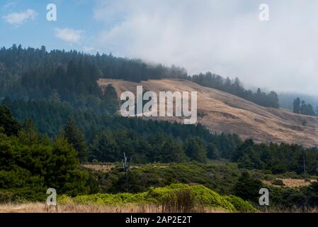 Sonoma County Sommerlandschaft, Hügel, Wald, goldene Felder und Nebel an der Küste Nordkaliforniens Stockfoto