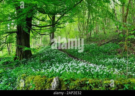 Ein Weg durch einen bewaldeten Tal im Frühling. Lösegelder, (Allium ursinum), auch wilder Knoblauch, buckrams bekannt, Breitblättrigen Knoblauch und Bärlauch flowe Stockfoto
