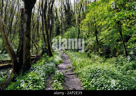 Ein sunlite Weg durch einen backlite bewaldeten Tal im Frühling. Lösegelder, (Allium ursinum), auch wilder Knoblauch, buckrams bekannt, Breitblättrigen Knoblauch und Stockfoto