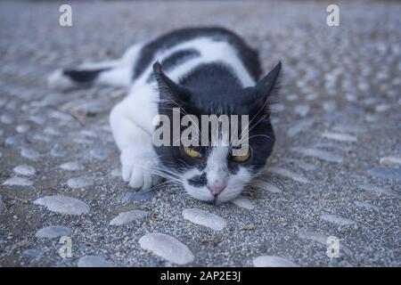 Schwarze und weiße Katze liegt in der Werft in der mittelalterlichen Stadt Rhodos, Griechenland Stockfoto