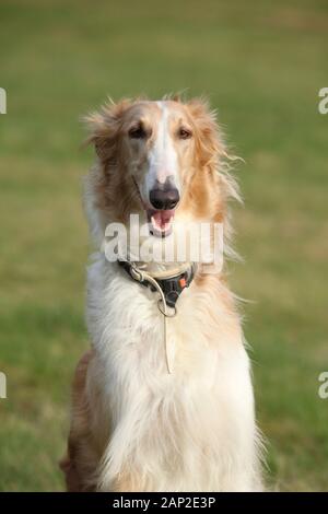 Portrait von wunderschönen Lächeln barzoi im Herbst Stockfoto