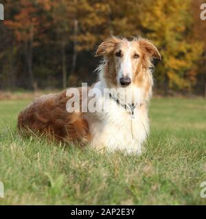 Wunderschöne barzoi, die auf dem Gras im Herbst Stockfoto