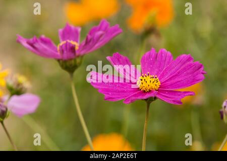 Garten Kosmos (Cosmos Bipinnatus) aka Mexikanischen aster, rosa Blume Nahaufnahme, Meer aus Blumen, Xinshe Bezirk, Taichung, Taiwan Stockfoto