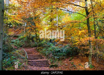 Blick auf Holz Treppe in deutscher Buchenwälder im Herbst Farben - Viersen (Suechteln), Deutschland Stockfoto
