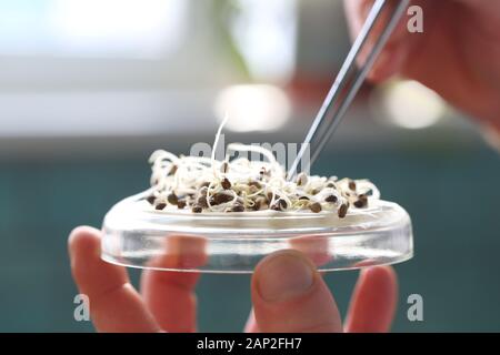 Hand eines Wissenschaftlers mit einer Pinzette halten einer gekeimt Hanfsamen Stockfoto