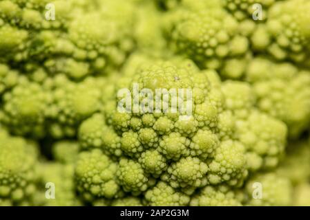 Romanesco Blumenkohl ist eine Essbare Blüte in Italien entstanden Stockfoto