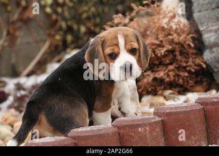 Wunderschöne Beagle Welpen im Garten im Winter Stockfoto