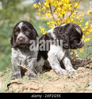 Schöne Welpen deutscher Wachtel Hund im Frühjahr Stockfoto