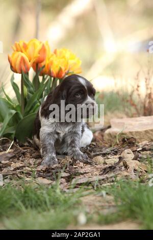 Schöne Welpen deutscher Wachtel Hund im Frühjahr Stockfoto