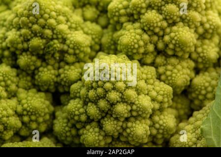 Romanesco Blumenkohl ist eine Essbare Blüte in Italien entstanden Stockfoto