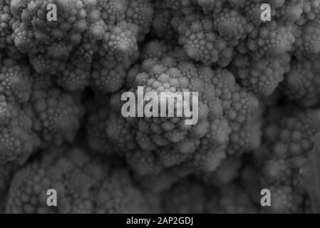 Romanesco Blumenkohl ist eine Essbare Blüte in Italien entstanden Stockfoto