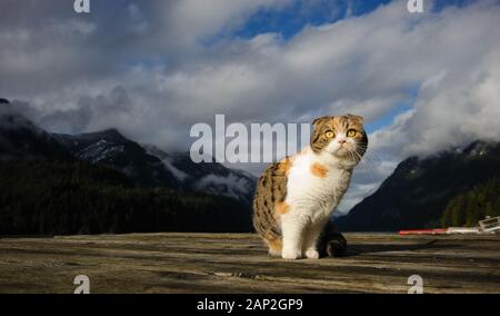 Scottish Fold Cat Outdoor-Porträt Stockfoto