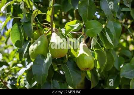 Eine Birne Sorte, Doyenne du Comice, wächst an eine gesunde Frucht Baum im Sommer, Christchurch, Neuseeland Stockfoto