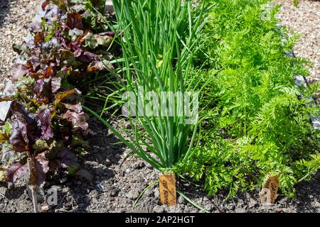 Gesunde junge Rote Bete, Zwiebeln und Karotten Pflanzen in einem Home Gemüsegarten, Christchurch, Neuseeland wächst Stockfoto