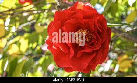 Kamelie Dr Clifford Parks in roten Tönen closeup Stockfoto