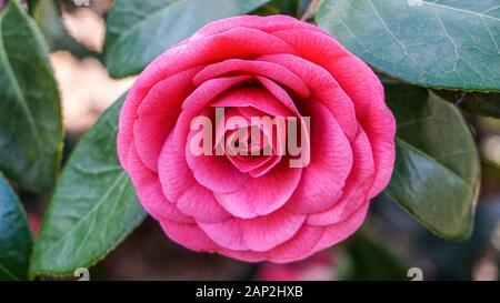 Camellia japonica in rosa Tönen closeup Stockfoto