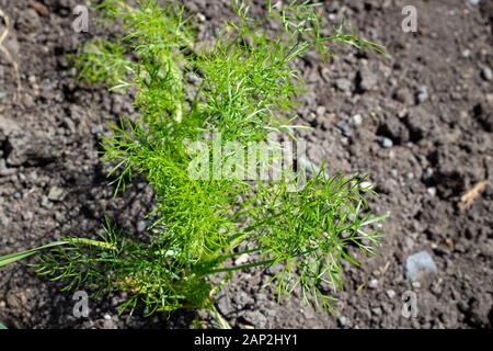 Frische, gesunde junge Fenchel in einem Gemüsegarten als Gewürz Kraut und garnieren, in der Küche zu verwenden, wachsende Stockfoto